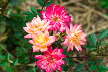Fototapeta premium exotic rare rose