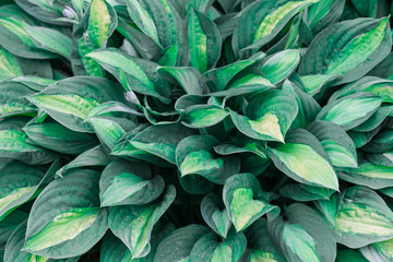 Naklejka na ściany i meble green plant with big leaves