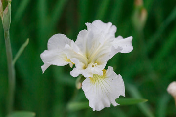 Obraz na płótnie Canvas white iris