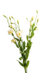 Fototapeta na wymiar eustoma flowers isolated