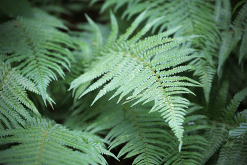 Green fern 