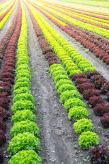 Acker mit reifem Kopfsalat, Landwirtschaft