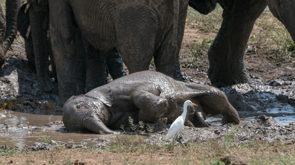 Elefantenbaby spielt im Schlamm in Afrika