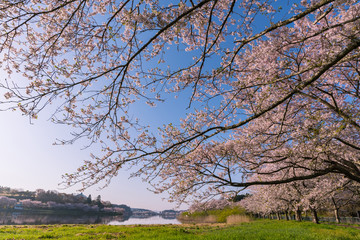 宮城平筒沼の桜