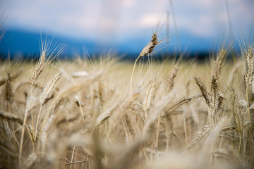 Erntereifes Getreide auf Feld, Landwirtschaft und Ackerbau