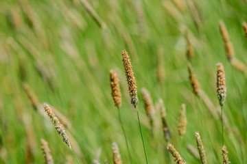 Blades of grass in a field