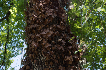 Tronco e foglie secche