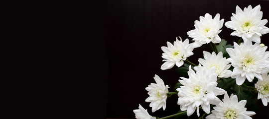 Blumenhintergrund (Chrysanthemen)