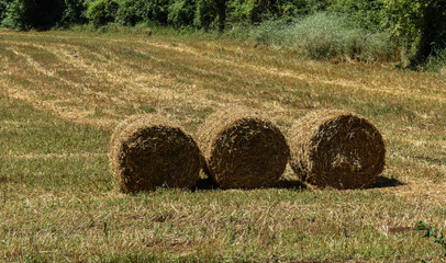Balle di fieno in campo di grano