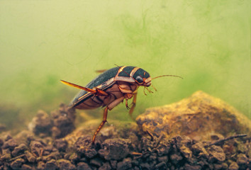 Great diving beetle (Dytiscus marginalis) underwater