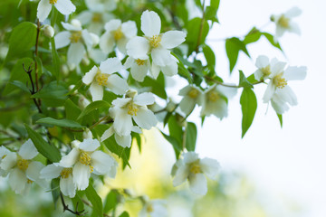 branches of blooming Jasmine closeup