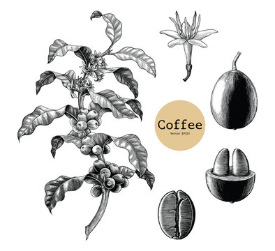 Coffee branch,Coffee flower,Coffee bean hand drawing vintage clip art isolated on white background