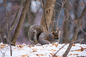 Obraz premium A cute squirrel eating food in the middle of the snow in winter