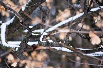 Snow gathering on brown tree branches in the winter