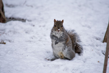 A squirrel sitting in the snow in winter, with snow on his noes