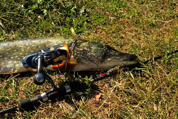 Pike, large size, caught on the river with spinning and artificial bait in June. Trophies of a fisherman.