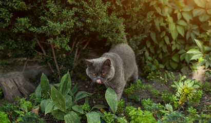 Portrait of a british shorthair cat in the garden in the backlight.