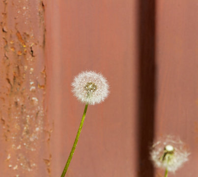 Fototapeta Growing dandelions on street.