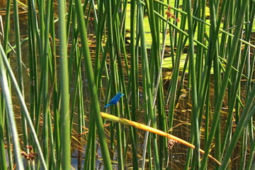 Obraz premium Summer nature on the river, sunny June day. Beautiful scenery on the pond.