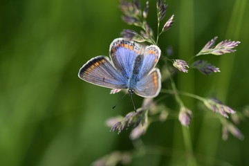 MACRO PAPILLON Phengaris