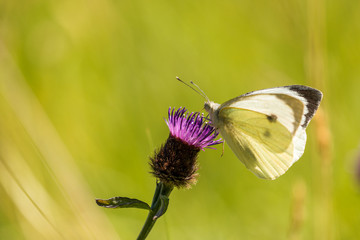 Macro of a cabbage butterfly on a  purple thistle