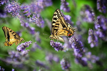 Summer hot dance of butterfly swallowtail on a lavender field in sunny day 