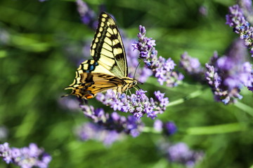 Plakat Summer hot dance of butterfly swallowtail on a lavender field in sunny day 