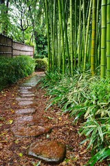 雨に濡れる竹林道