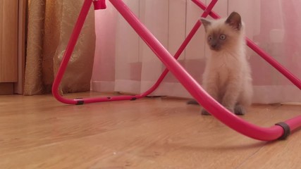 Curious little kitten