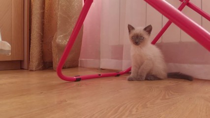 Curious little kitten