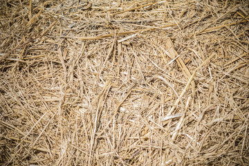 Background of dry grass.