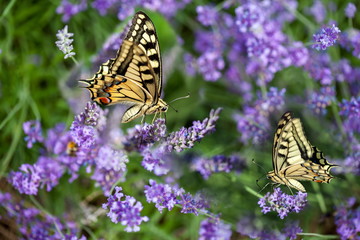 Summer hot dance of butterfly swallowtail on a lavender field in sunny day 