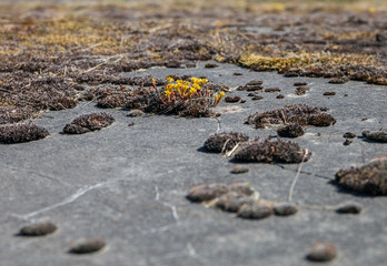  Plants are growing on concrete road.