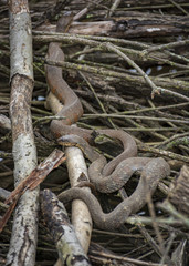 A red and brown Northern Water Snake slithers among a pile of dead branches in a Virginia wetland.