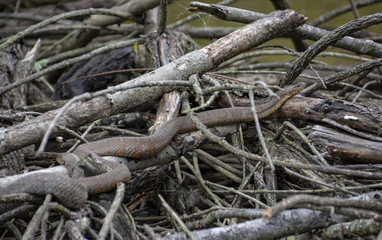 A red and brown Northern Water Snake slithers among a pile of dead branches in a Virginia wetland.