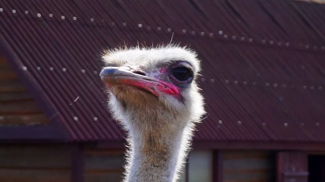 adult ostrich's head close-up.