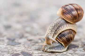 Two snails on blurred macro background. Helix pomatia Gastropoda. Roman snail gastropods, edible snail or escargot. mollusk family Helicidae