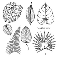 Tropical leaves sketches set.