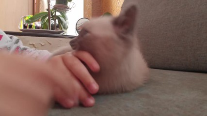 Girl playing with kitten