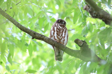 Northern Boobook or Brown hawk owl (Ninox japonica) in Japan