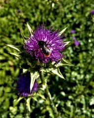 Distelblüte, Distel