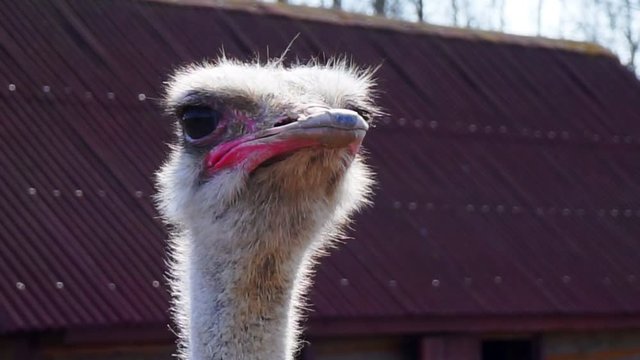 adult ostrich's head close-up.
