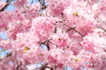 Obraz premium 桜123