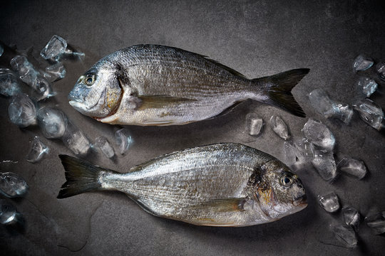Dorada fish, sea bream, gilt-head (sea) bream raw and fresh on a grey stone and ice background, top view. Seafood, fish