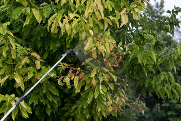 Male farmer with hat, glasses, respirator, apron, protective clothing watering fruit tree with professional sprayer. Fighting pests in garden. Blue reservoir with electric sprayer. Poison for insects