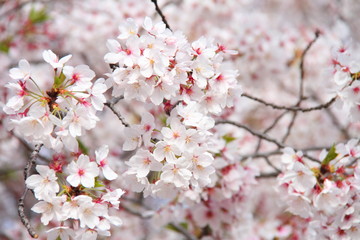 Fototapeta premium 桜126