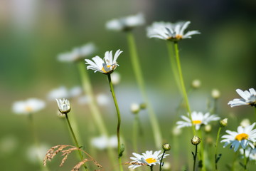 Many white daisies on a background of green grass.