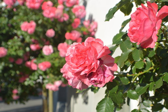 rosa Rosen, Rosenbäumchen am Circus, Rosenstadt Putbus auf Rügen