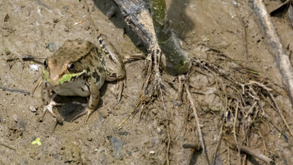 A brown frog with green accents and dark spots basks in the sunlight in a muddy marsh.