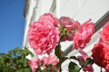 Rosen, Rosenbäumchen am Circus in Putbus, Rügen